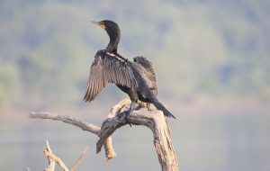 a bird perched on top of a body of water