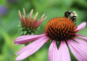 a close up of a flower