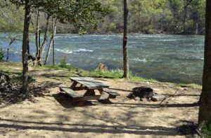 a tree next to a body of water
