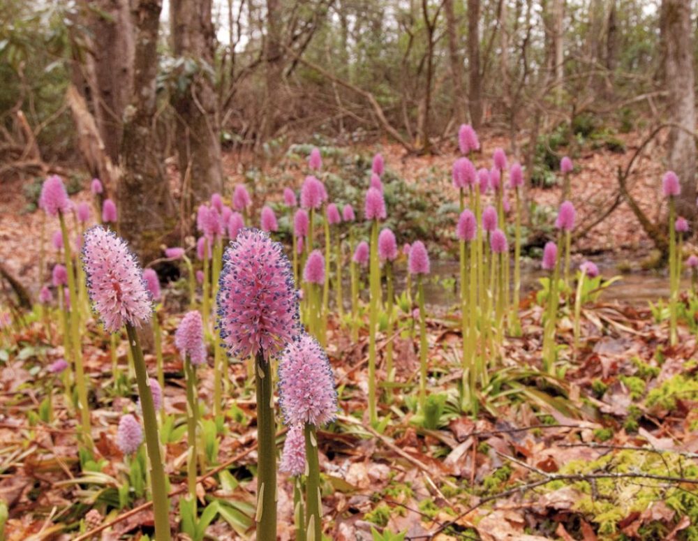 a plant in a forest