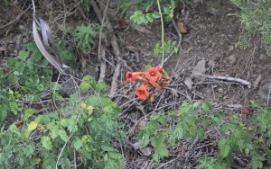 a close up of a garden