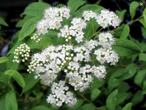 a close up of a flower