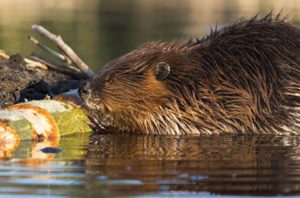 a rodent in a body of water