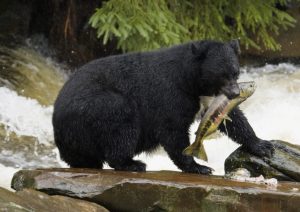 a large brown bear walking across a river