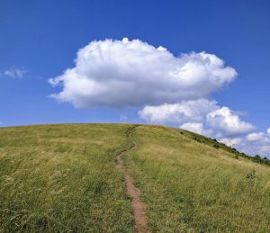 a large green field with trees in the background