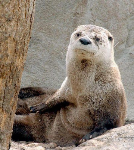 a polar bear sitting on a rock