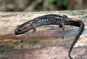 a frog sitting on the ground