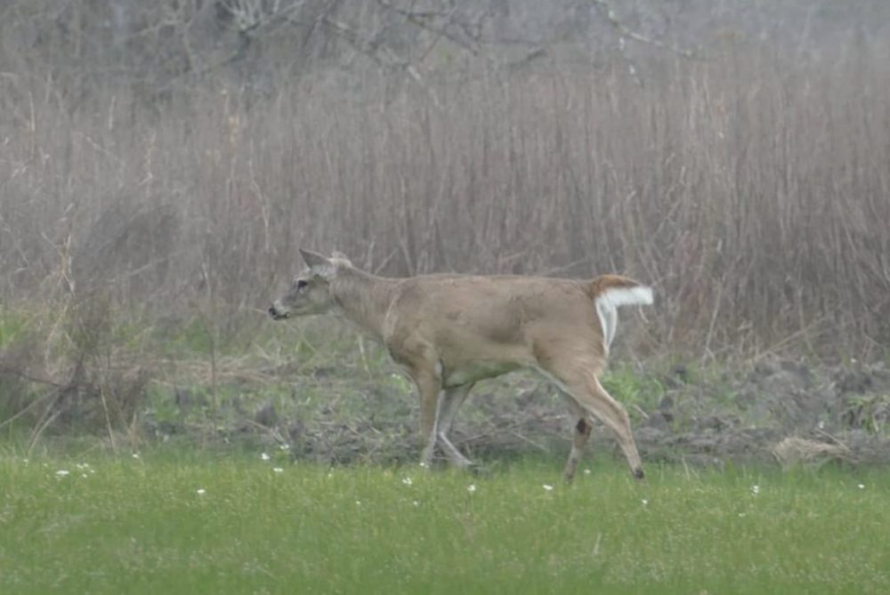 an animal standing on a lush green field